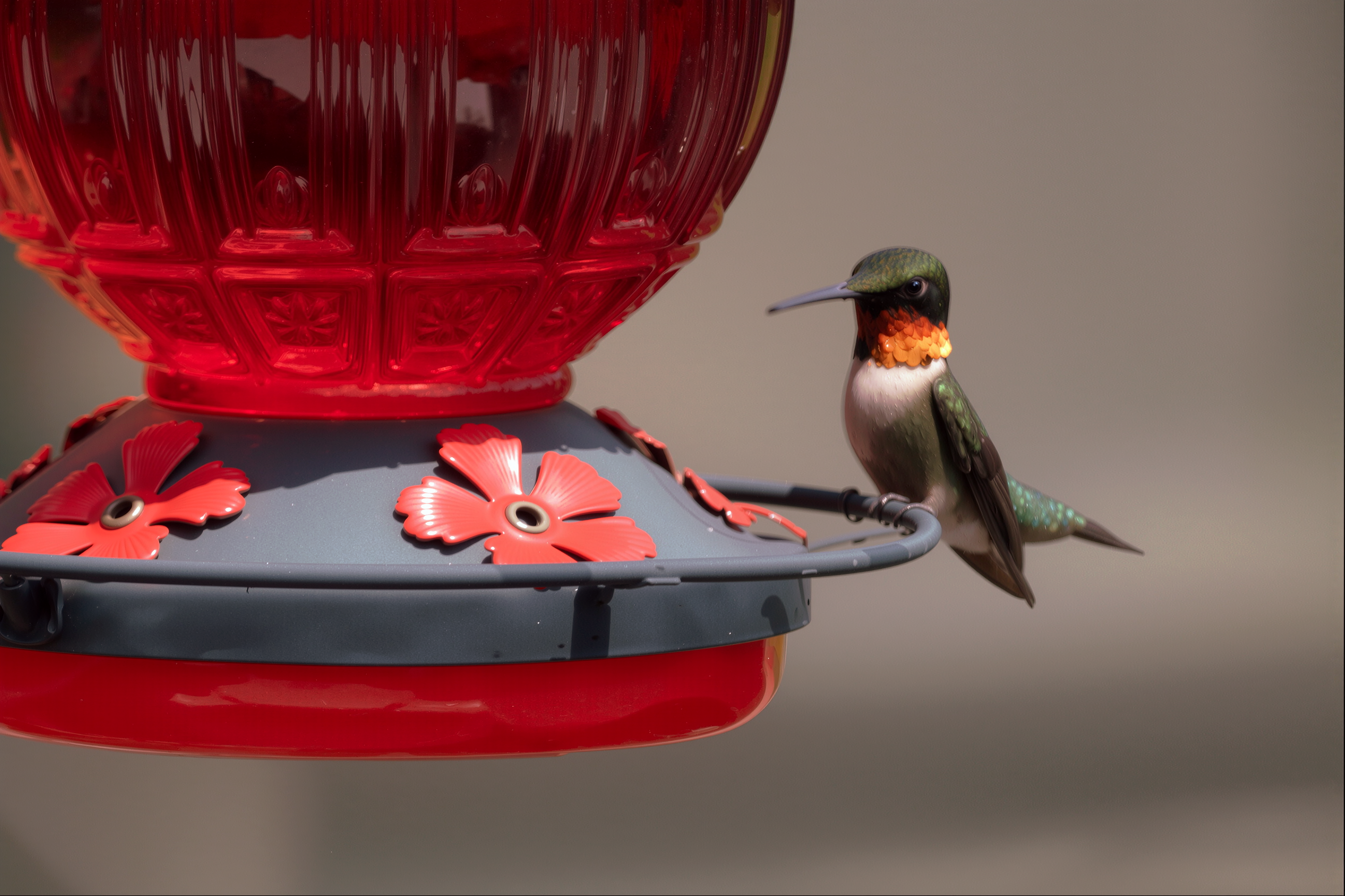 Close-up photo of ruby-throated hummingbird at feeder